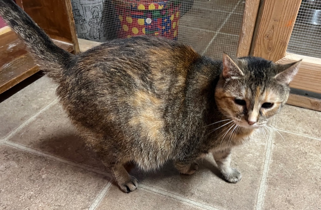 Synthia- senior , a Adoptable Tortoiseshell in Yellville, AR image 3/10