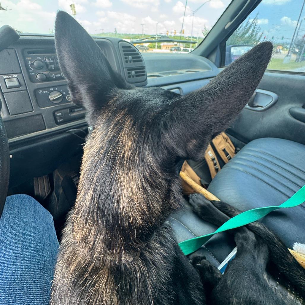 Vinny, a Adoptable Dutch Shepherd in Tulsa, OK image 3/6