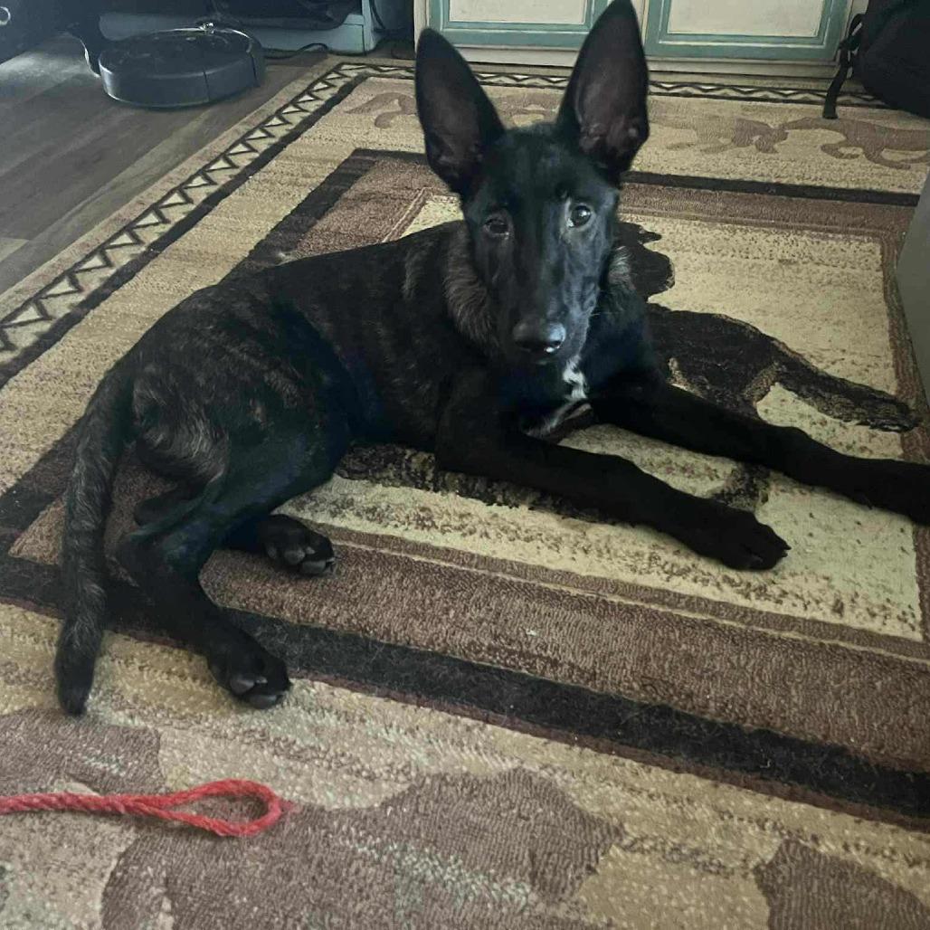 Enlarge Vinny, a Adoptable Dutch Shepherd in Tulsa, OK image 3/6