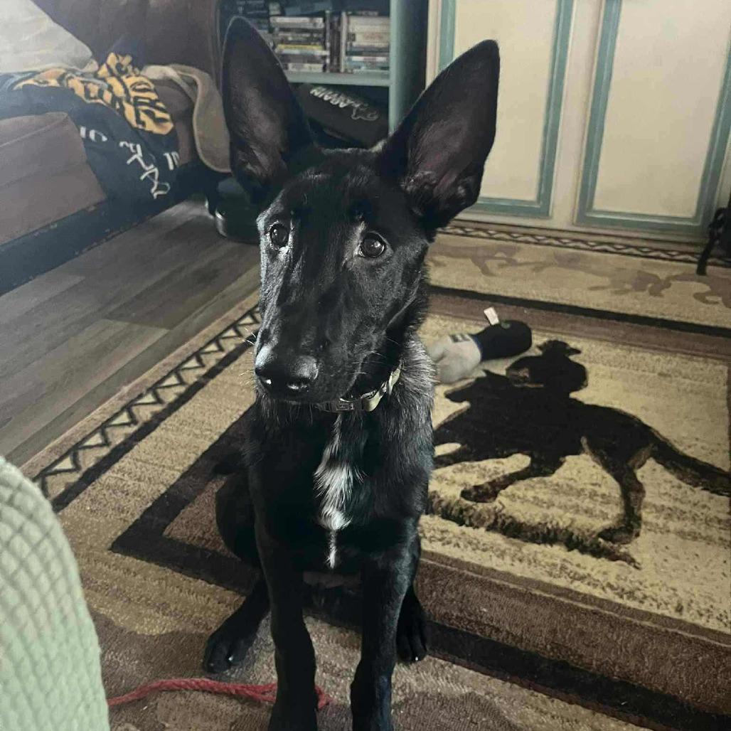 Enlarge Vinny, a Adoptable Dutch Shepherd in Tulsa, OK image 4/6