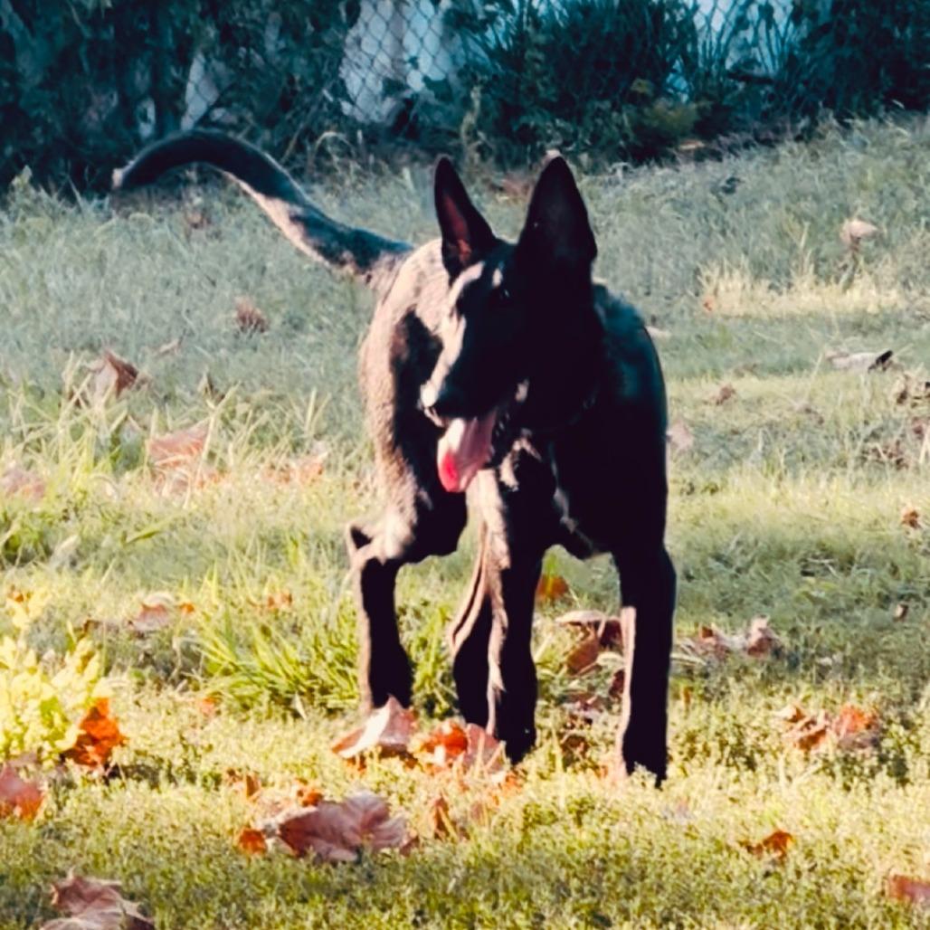 Vinny, a Adoptable Dutch Shepherd in Tulsa, OK image 5/6