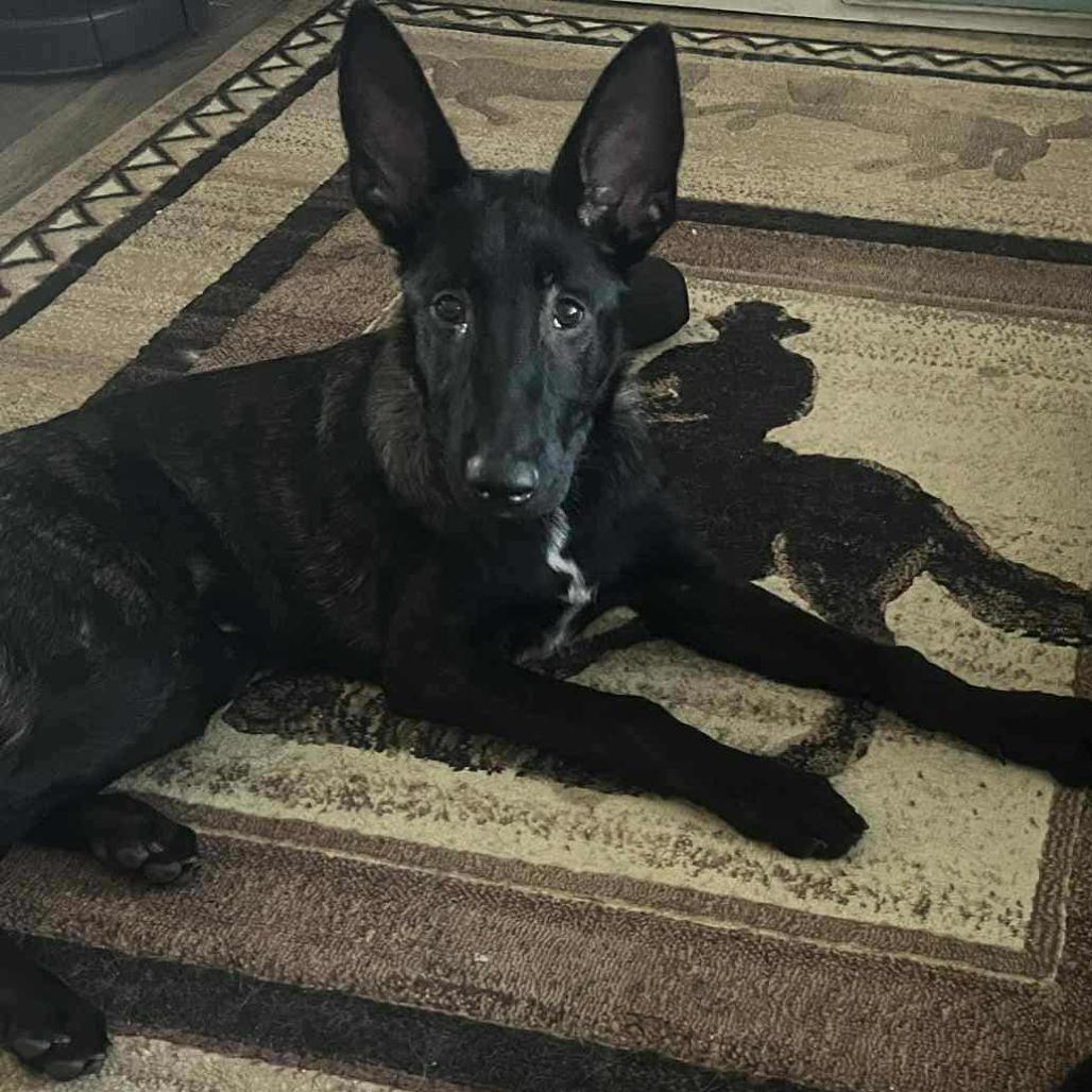 Vinny, a Adoptable Dutch Shepherd in Tulsa, OK image 6/6