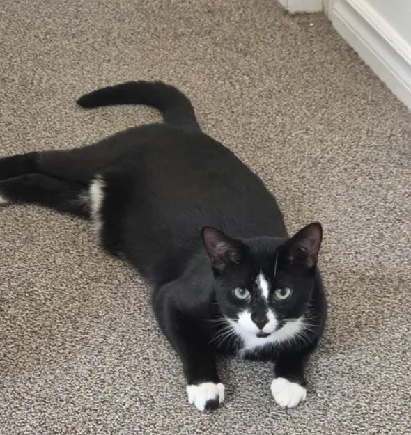 Enlarge SNOOPY, a Adoptable Domestic Short Hair in Toronto, ON image 1/3