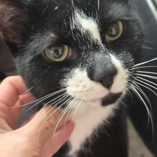 SNOOPY, Adoptable, Young Male Domestic Short Hair.
