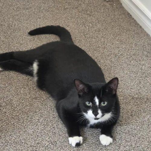 Enlarge SNOOPY, a Adoptable Domestic Short Hair in Toronto, ON image 3/3