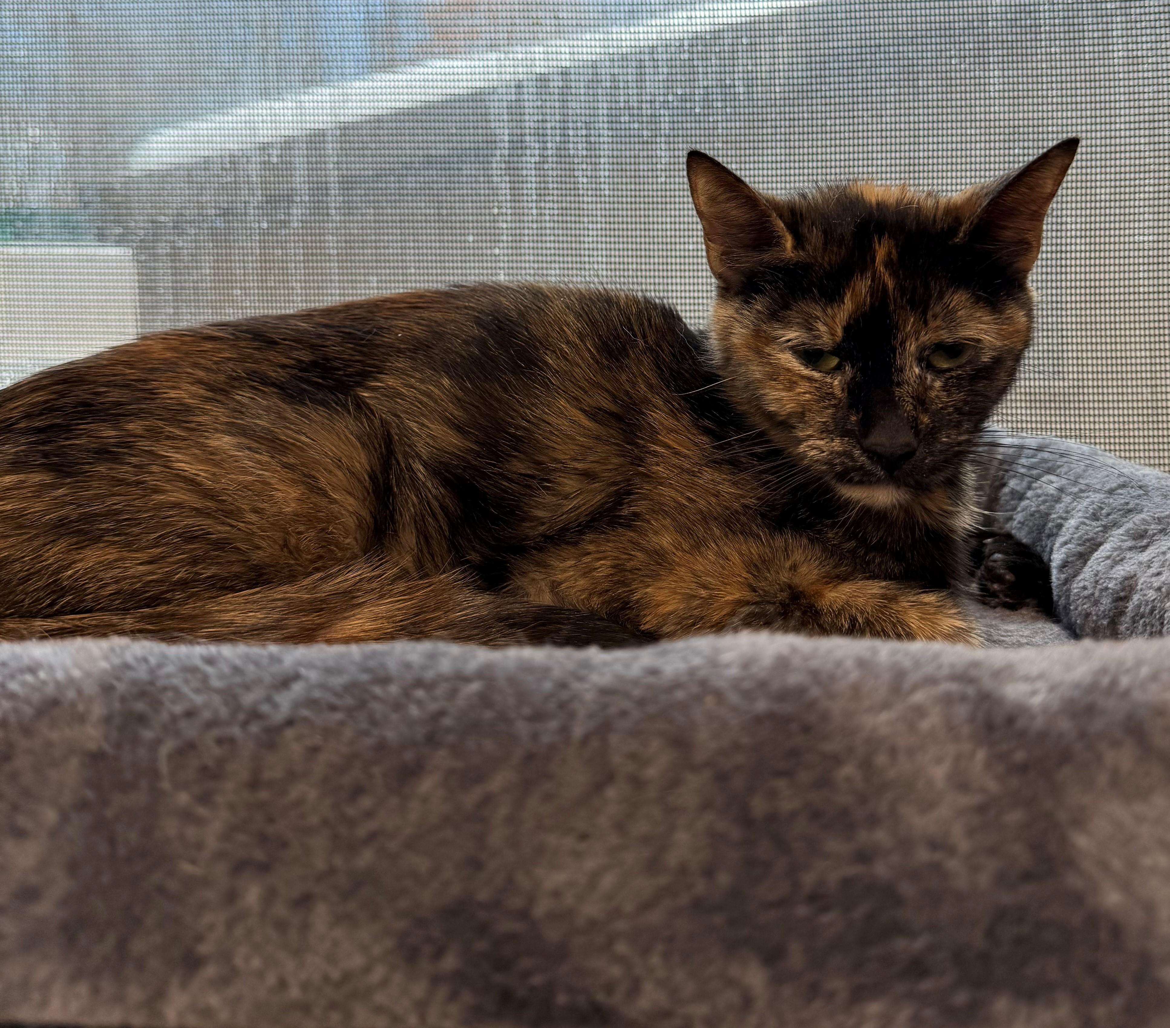 Goldie, adopted, Young Female Tortoiseshell.