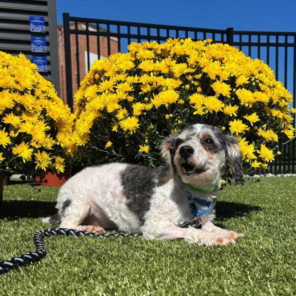 Dash, Adoptable, Adult Male Miniature Poodle.