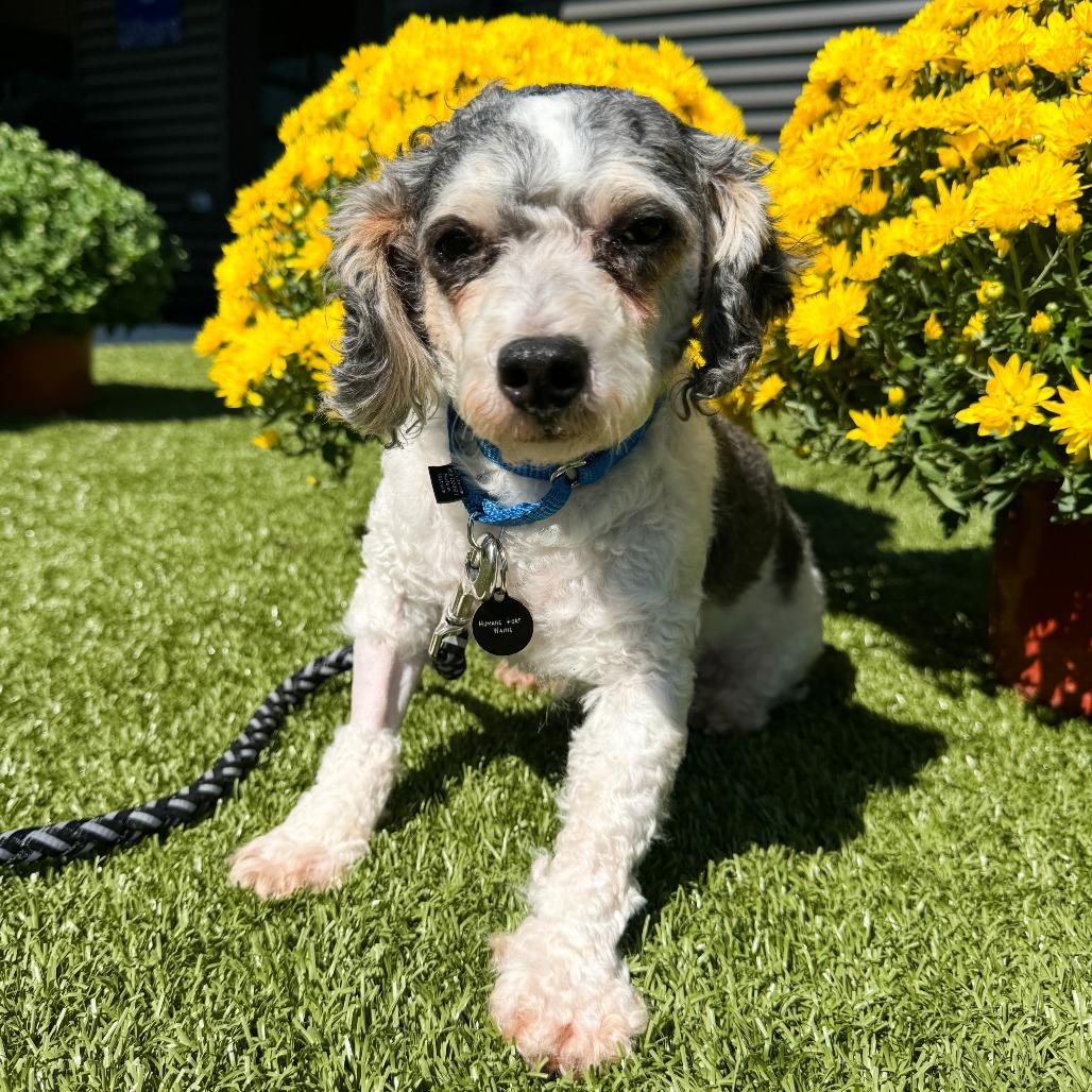 Enlarge Dash, a Adoptable Miniature Poodle in Fort Wayne, IN image 2/6