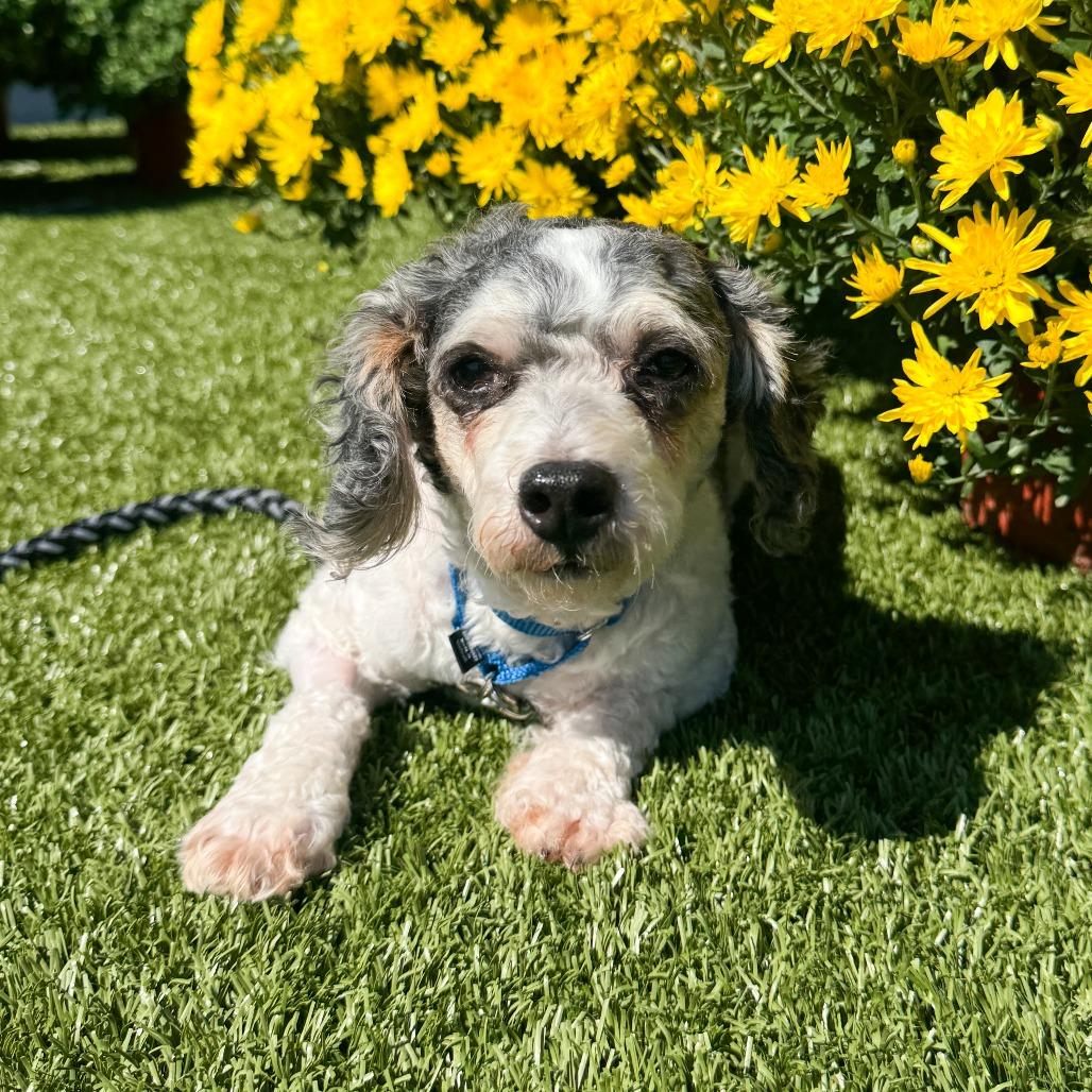 Enlarge Dash, a Adoptable Miniature Poodle in Fort Wayne, IN image 3/6