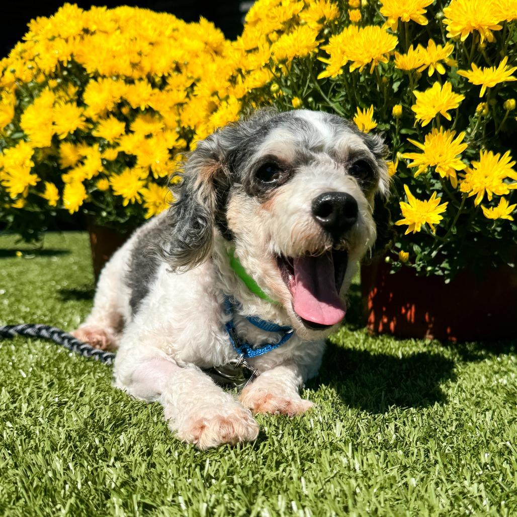 Enlarge Dash, a Adoptable Miniature Poodle in Fort Wayne, IN image 4/6