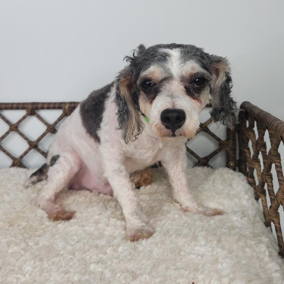 Enlarge Dash, a Adoptable Miniature Poodle in Fort Wayne, IN image 5/6