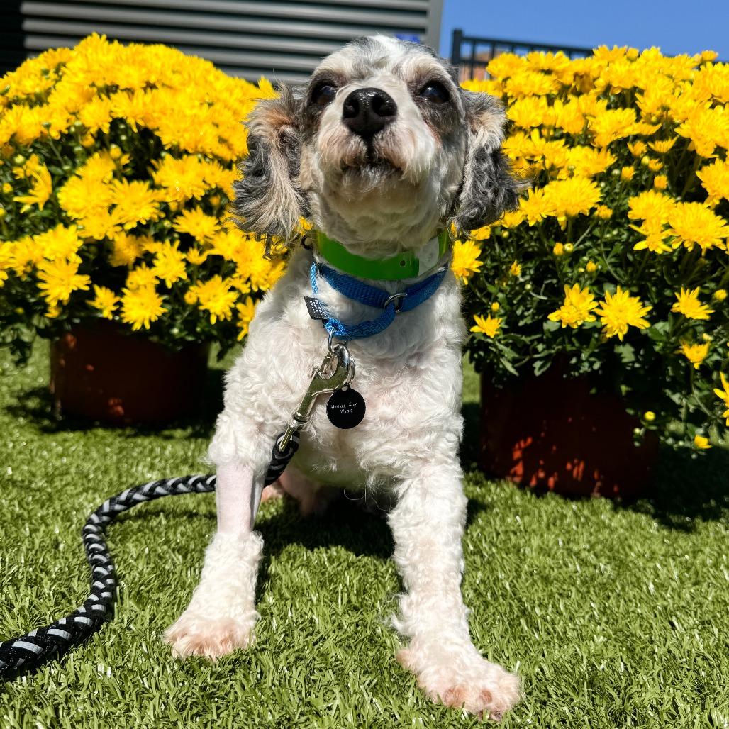 Enlarge Dash, a Adoptable Miniature Poodle in Fort Wayne, IN image 6/6