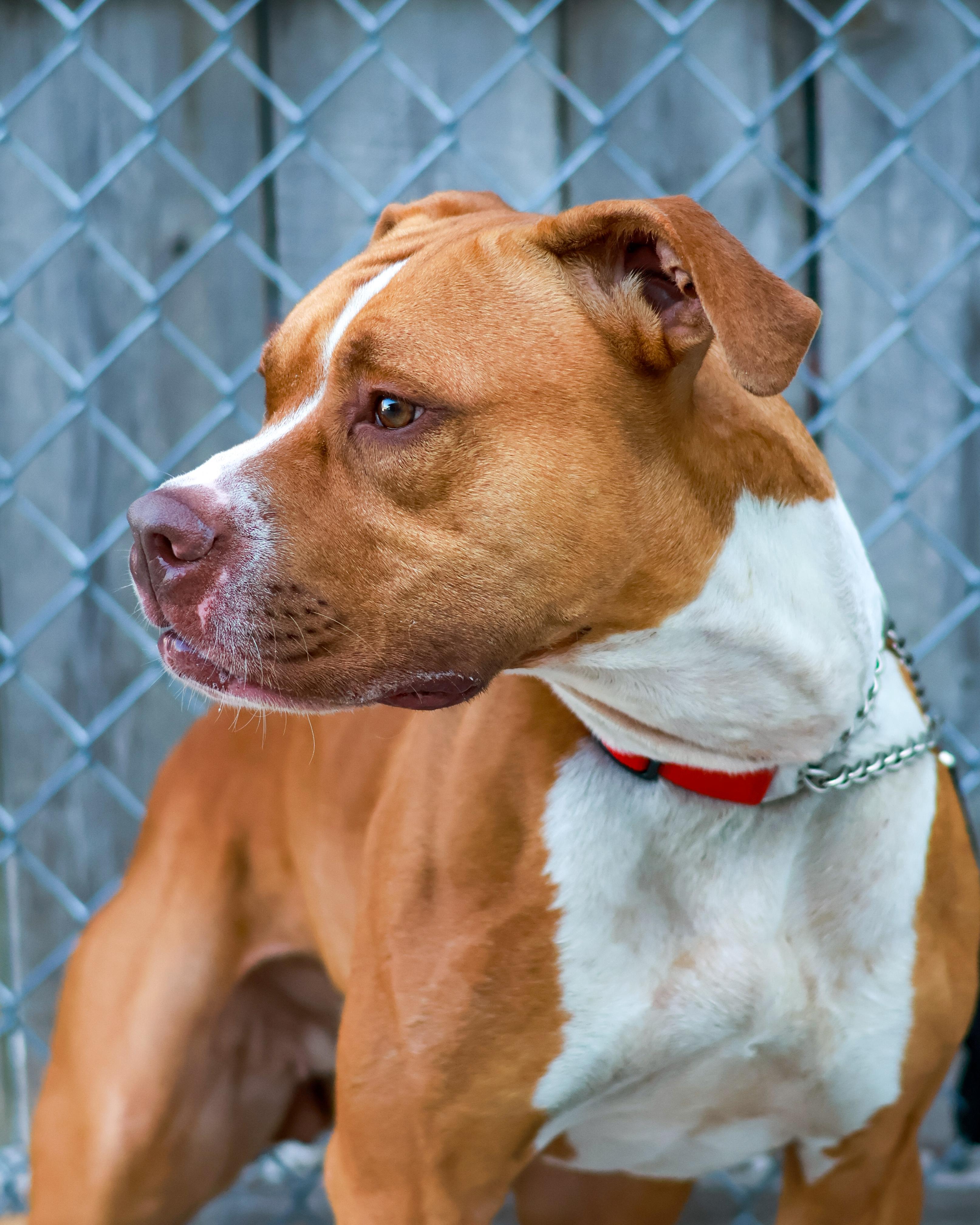 Ginny, a ADOPTABLE Pit Bull Terrier in St. Ignace, MI image 2/6