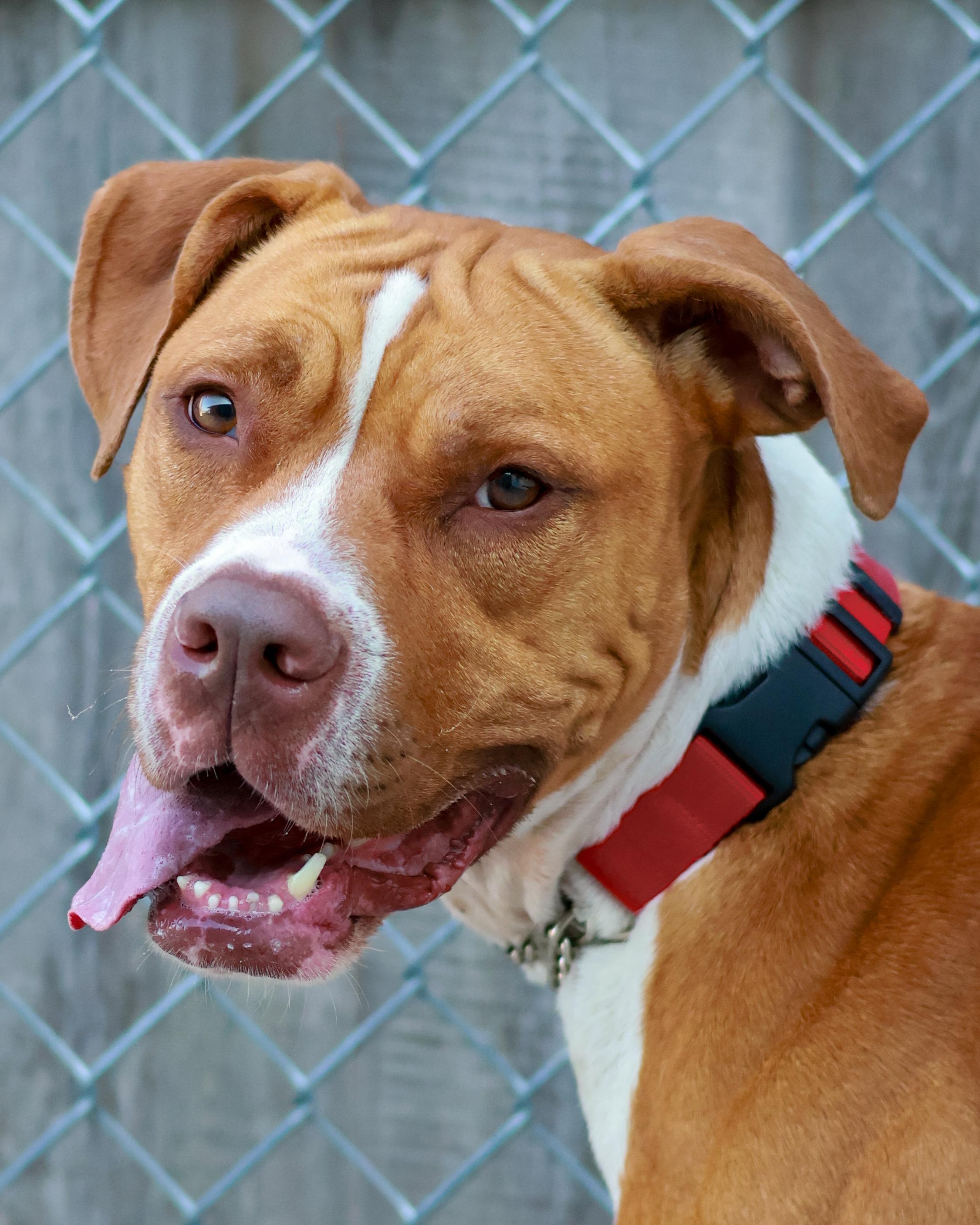 Ginny, a ADOPTABLE Pit Bull Terrier in St. Ignace, MI image 1/6