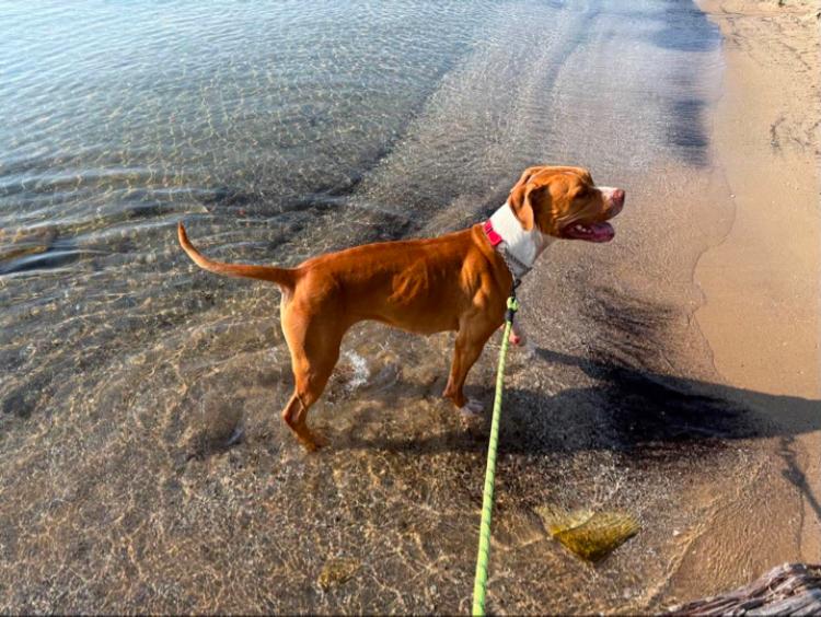 Ginny, a ADOPTABLE Pit Bull Terrier in St. Ignace, MI image 5/6