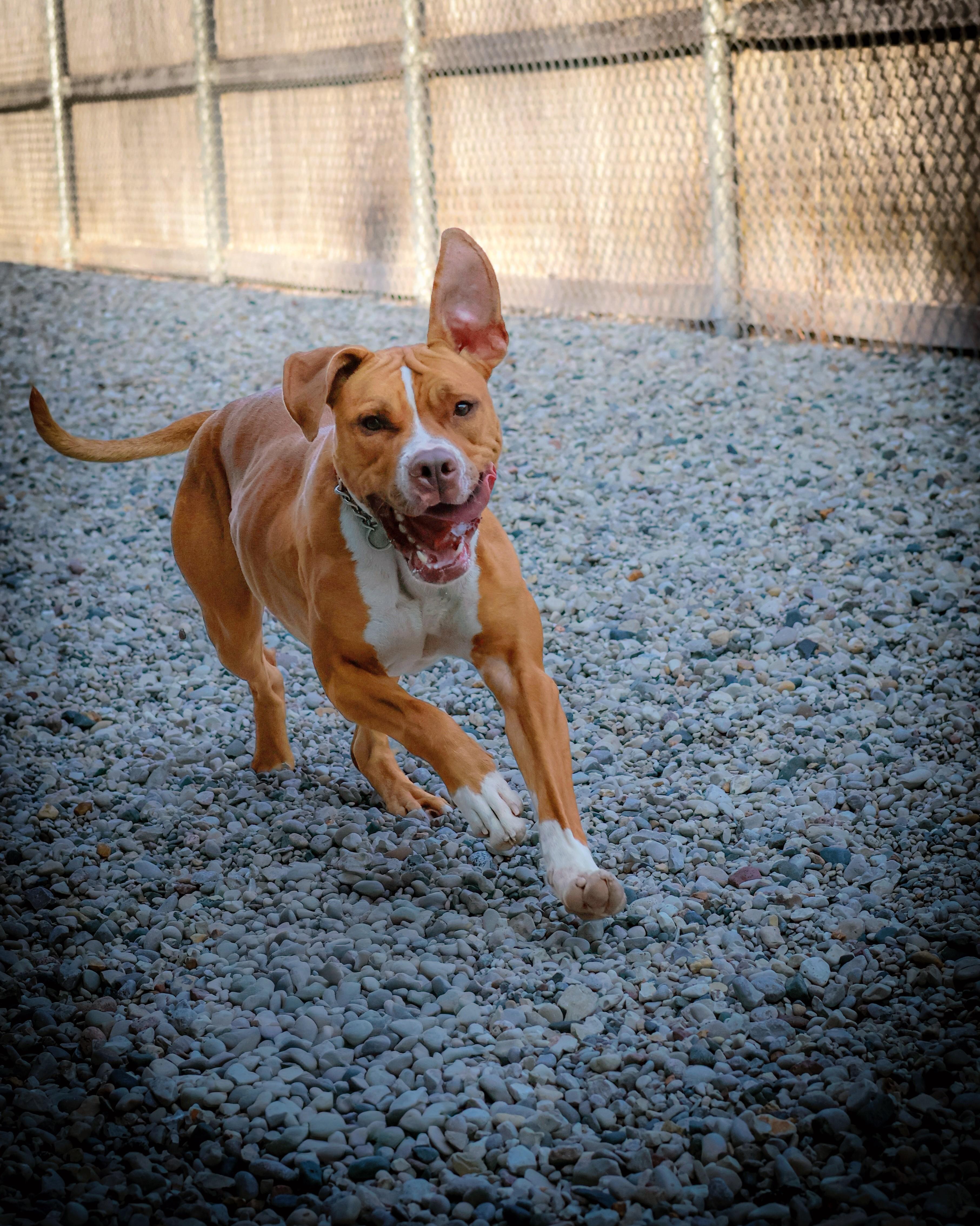 Ginny, a ADOPTABLE Pit Bull Terrier in St. Ignace, MI image 3/6