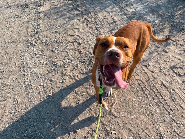 Ginny, a ADOPTABLE Pit Bull Terrier in St. Ignace, MI image 6/6