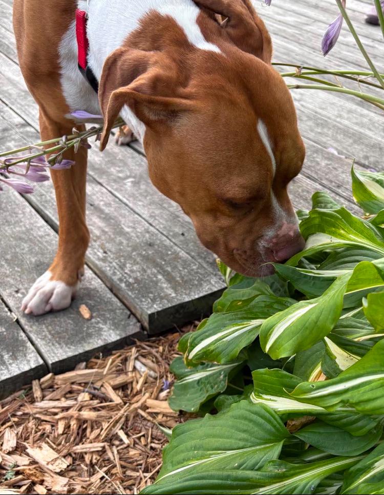 Ginny, a ADOPTABLE Pit Bull Terrier in St. Ignace, MI image 4/6