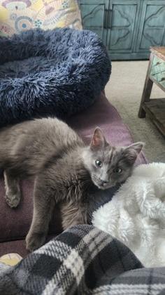 Enlarge Frankie, a Adoptable mixed breed in El Dorado Hills, CA image 2/3