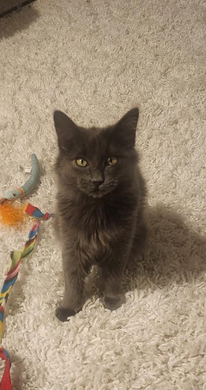 Enlarge Frankie, a Adoptable mixed breed in El Dorado Hills, CA image 3/3