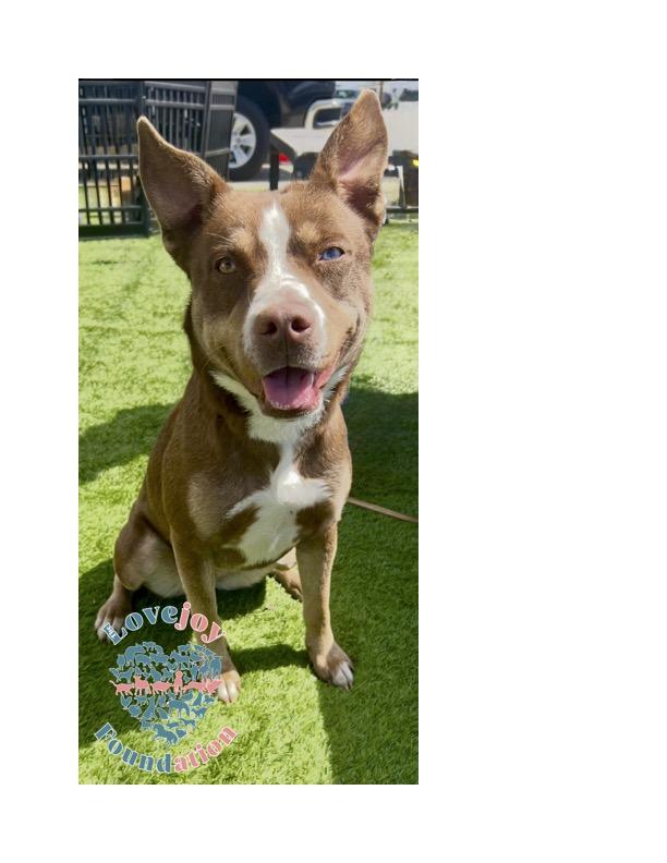 Iris is a beautiful and loving 2 year old spayed female Australian Shepard Mix searching for her for