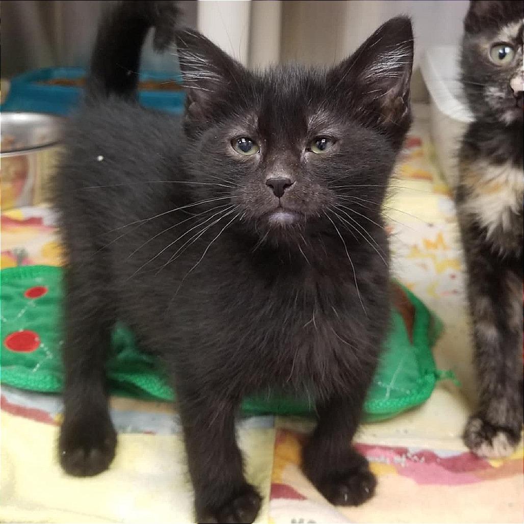 Princess Yummy Bear, Adoptable, Young Female Domestic Short Hair.