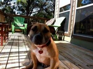 Amber, an adoptable Staffordshire Bull Terrier, American Staffordshire Terrier in Austin, TX, 78734 | Photo Image 1