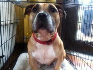 Enlarge Amber, a Adoptable mixed breed in Austin, TX image 2/3