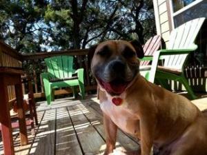 Enlarge Amber, a Adoptable mixed breed in Austin, TX image 3/3