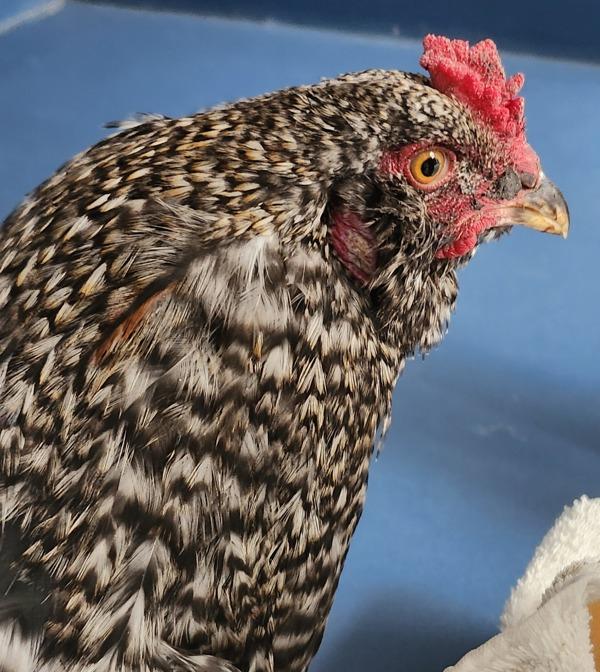 Banana, Adoptable, Adult Male Chicken.
