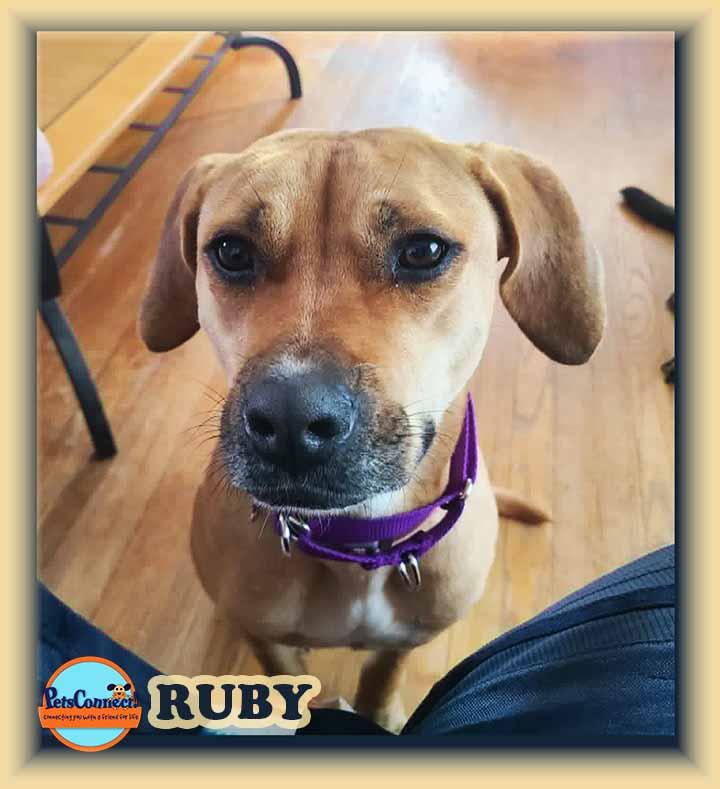 Enlarge Ruby, a ADOPTABLE mixed breed in South Bend, IN image 1/5