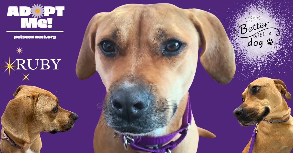 Enlarge Ruby, a ADOPTABLE mixed breed in South Bend, IN image 3/5