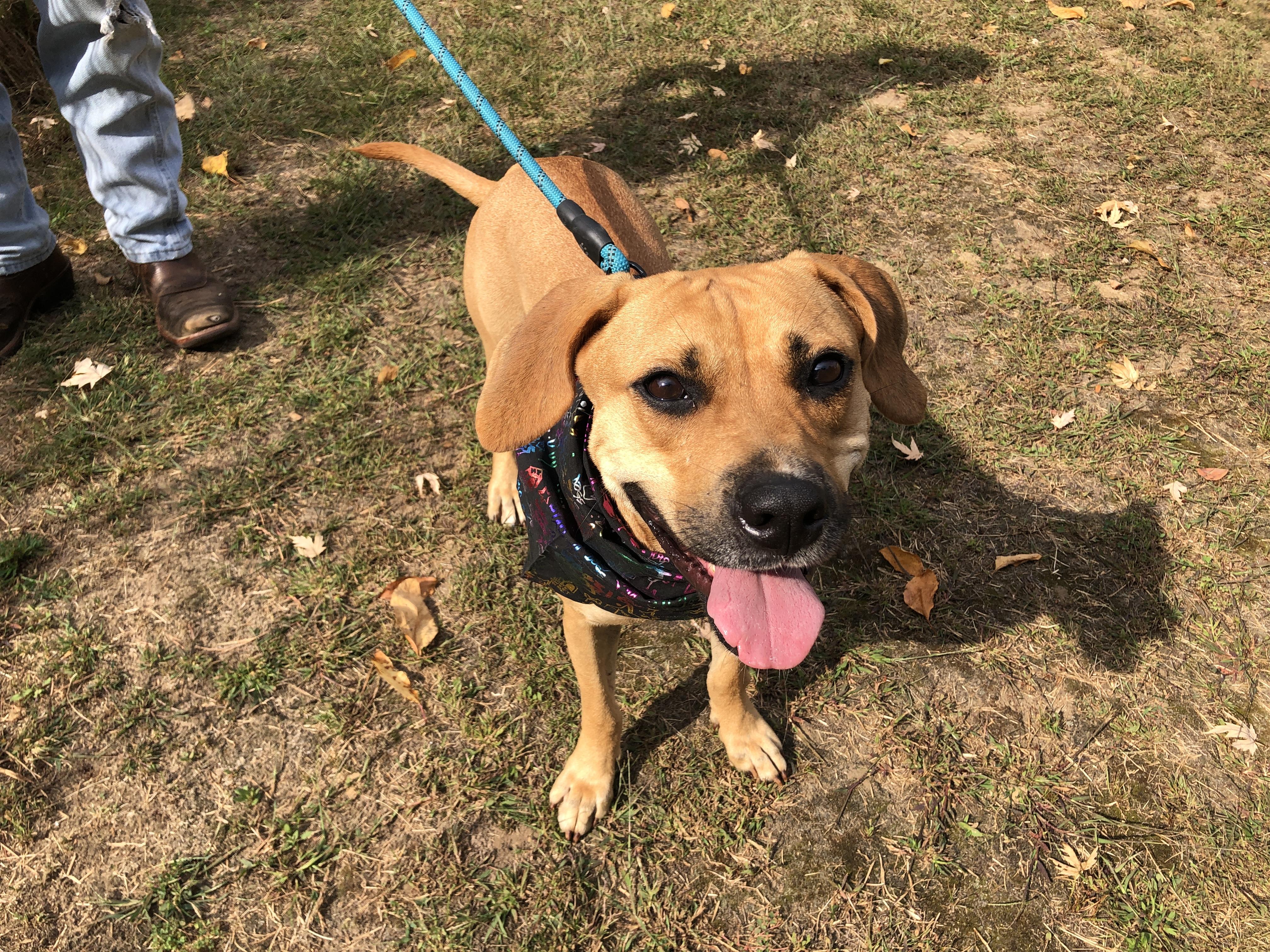 Enlarge Ruby, a ADOPTABLE mixed breed in South Bend, IN image 4/5
