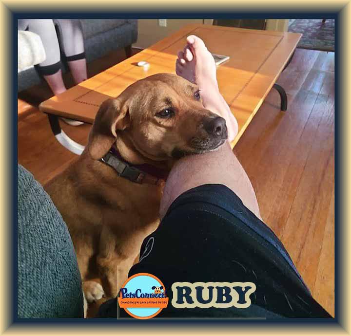 Enlarge Ruby, a ADOPTABLE mixed breed in South Bend, IN image 2/5