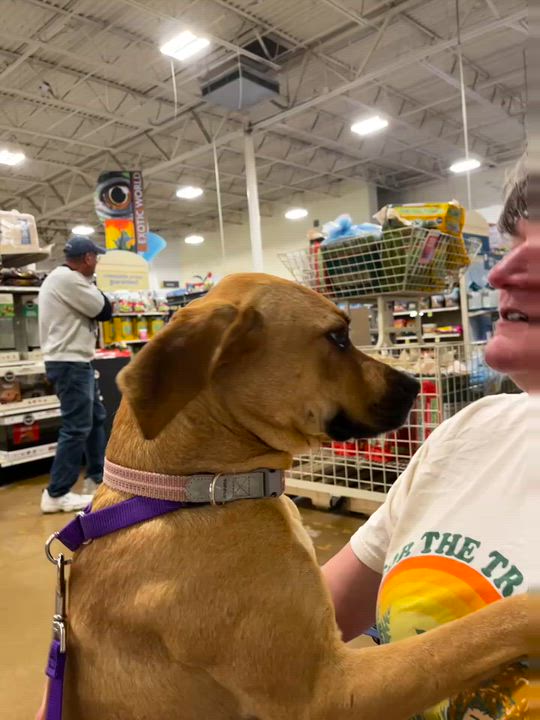 Enlarge Ruby, a ADOPTABLE mixed breed in South Bend, IN video 5/5