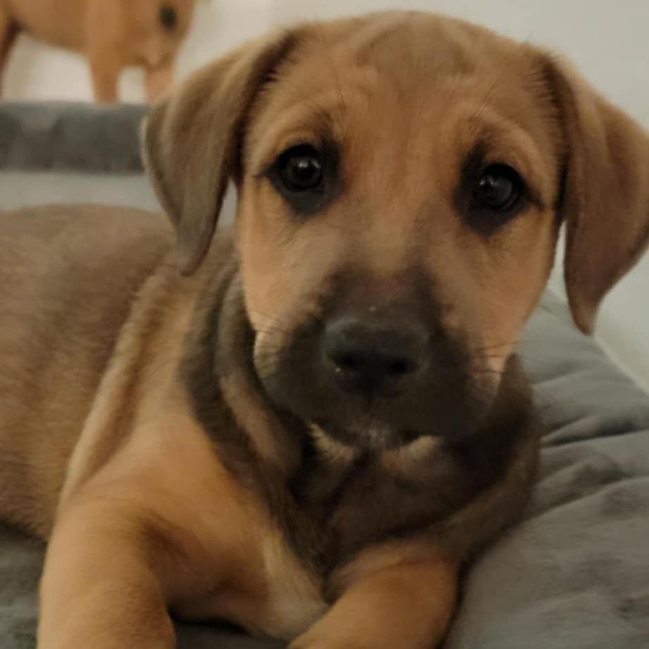 Enlarge Dougie Hamilton, a Adoptable mixed breed in Huntington, WV image 1/3