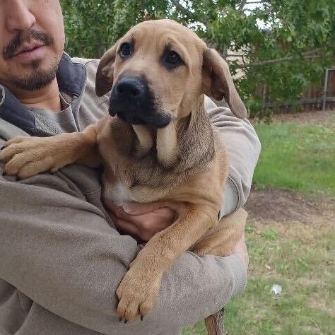 Enlarge Dougie Hamilton, a Adoptable mixed breed in Huntington, WV image 2/3