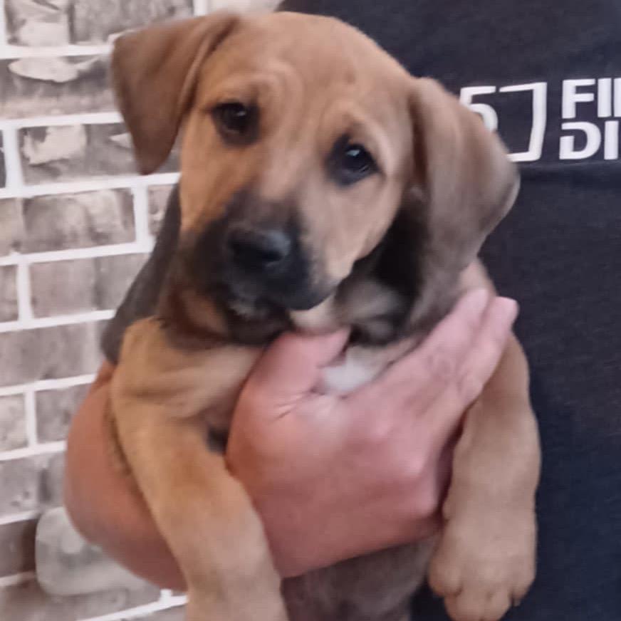 Enlarge Dougie Hamilton, a Adoptable mixed breed in Huntington, WV image 3/3