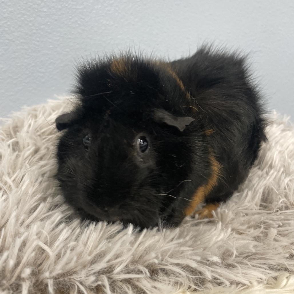 Barb, Adoptable, Young Female Peruvian.
