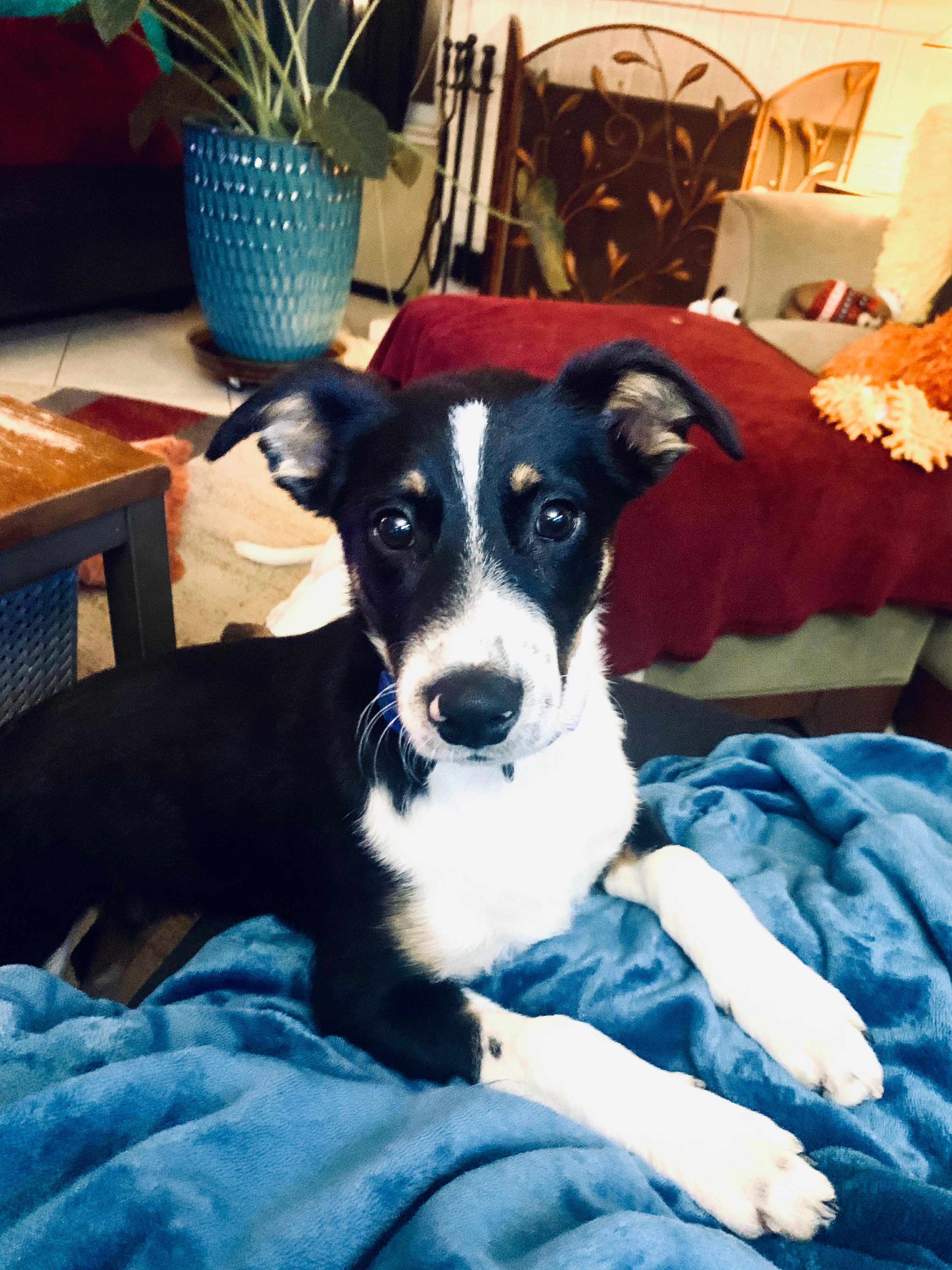 Tuff, Adopted, Young Male Australian Cattle Dog / Blue Heeler & Border Collie.
