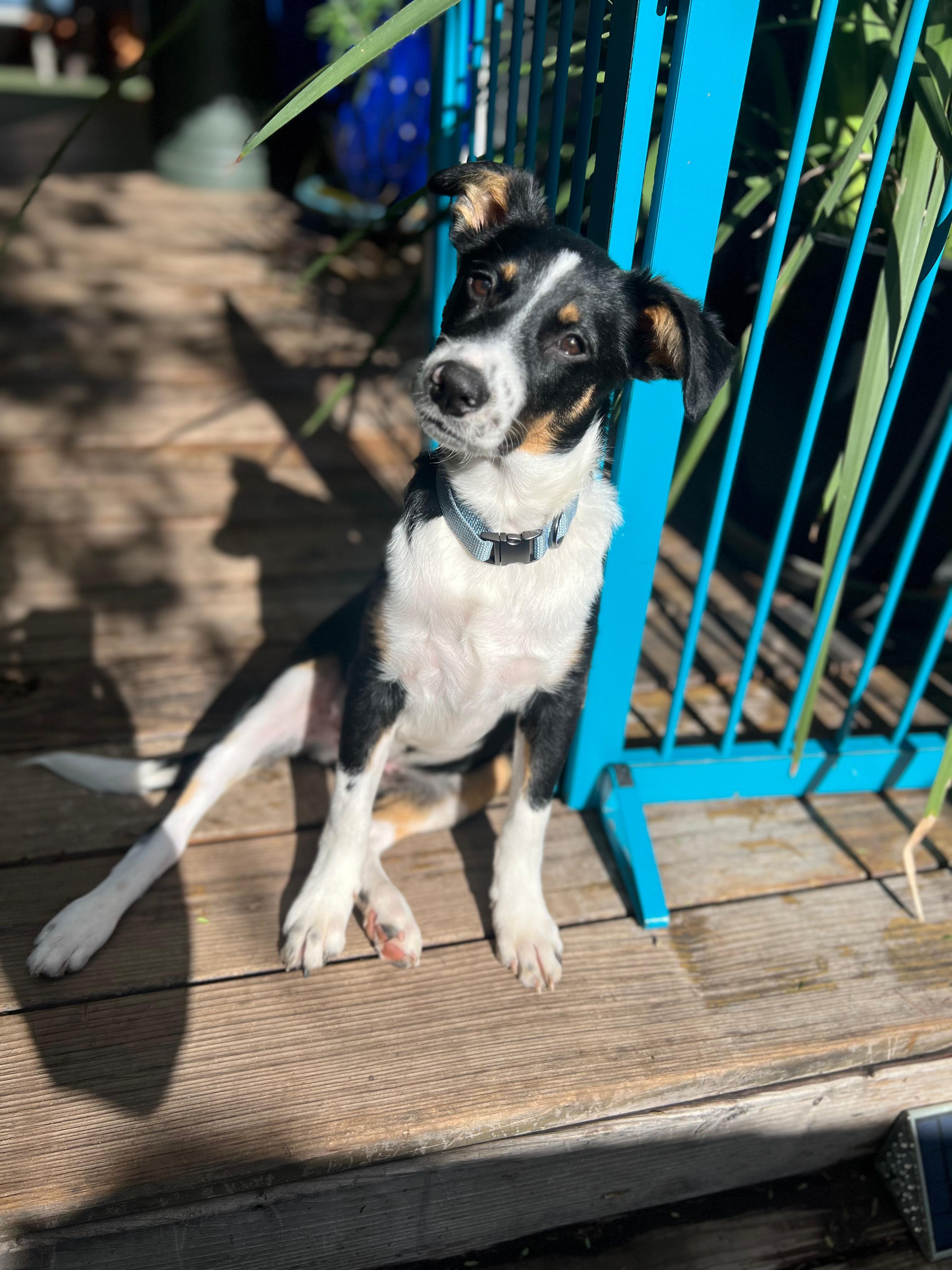 Enlarge Tuff, a Adopted mixed breed in Discovery Bay, CA image 3/3