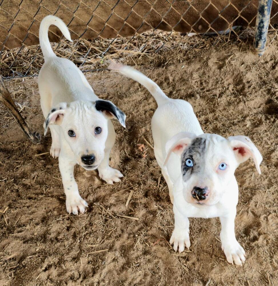 Zero (Twix Kit Kat's Litter) — thumbnail 2