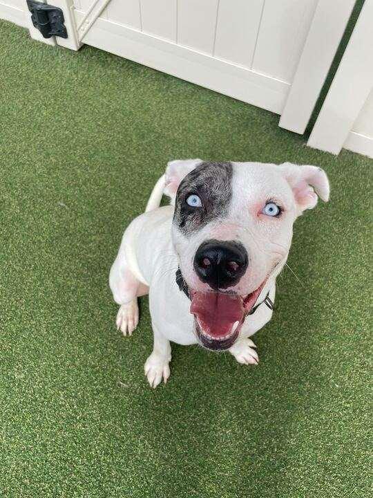 Zero (Twix Kit Kat's Litter) — thumbnail 4