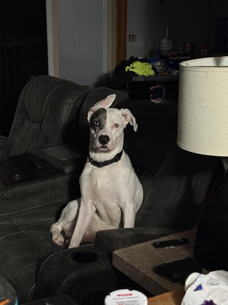 Zero (Twix Kit Kat's Litter) — thumbnail 5