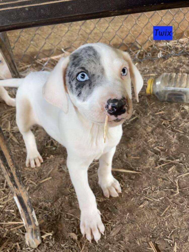 Zero (Twix Kit Kat's Litter) — thumbnail 6