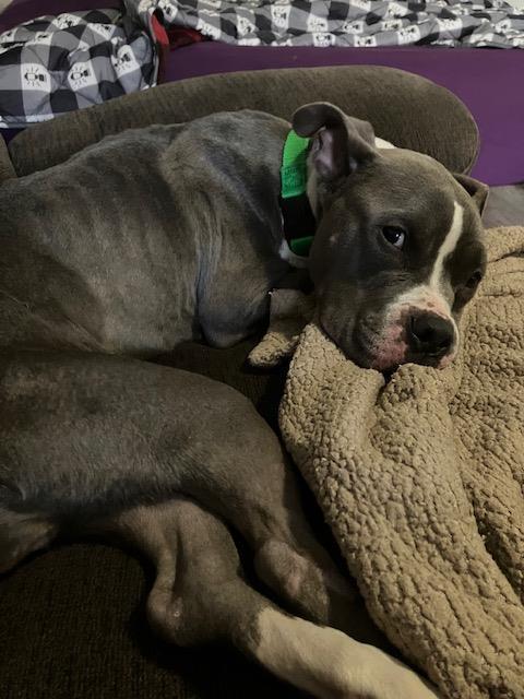 CRISMIS, Adoptable, Young Female Pit Bull Terrier.