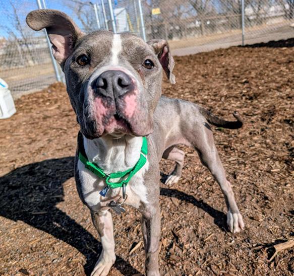 CRISMIS, Adoptable, Young Female Pit Bull Terrier.