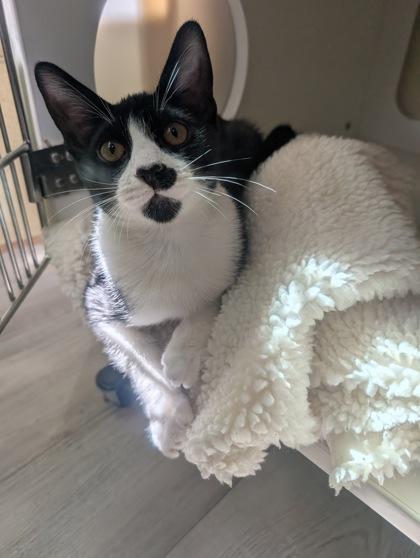 Tommy, Adoptable, Young Male Domestic Short Hair & Domestic Short Hair.