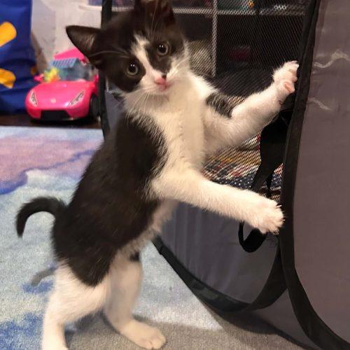 Queen, Adoptable, Kitten Female Domestic Short Hair.