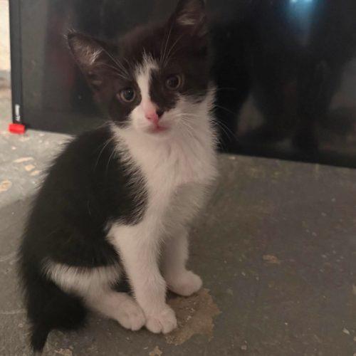Enlarge Queen, a Adoptable Domestic Short Hair in Verona, NJ image 5/5
